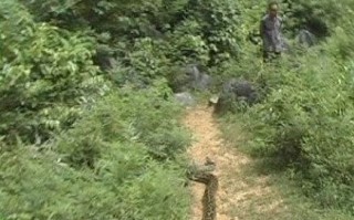 蟒蛇吃人全过程，蟒蛇吃人全过程第一视角视频