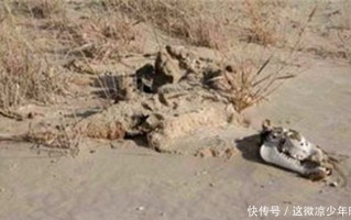 罗布泊双鱼玉佩事件始末，罗布泊双鱼玉佩之谜